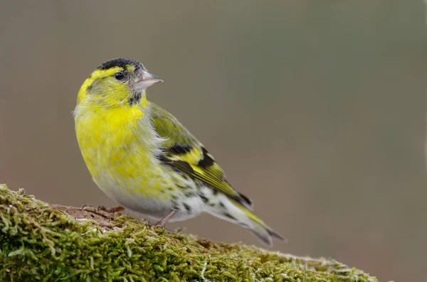 Bird Watching Uccello Carino Natura Selvaggia — Foto Stock