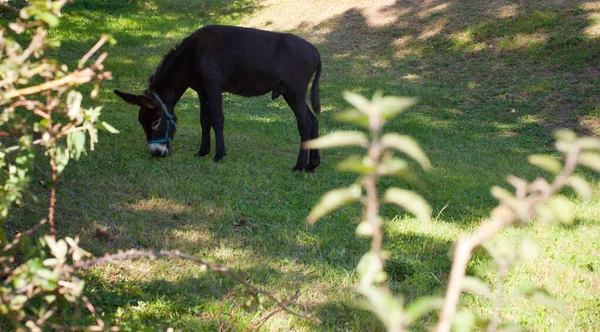 Pâturage Des Ânes Dans Jardin — Photo