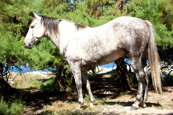 Wit Paard Naast Boom — Stockfoto