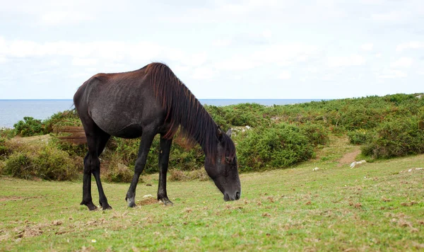 Ein Pferd Auf Der Weide Nueva Spanien — Stockfoto