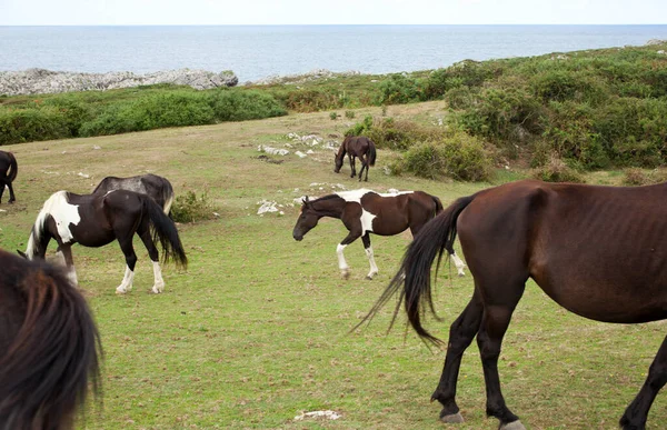 Herd Horses Grazing Spain — Stock Photo, Image