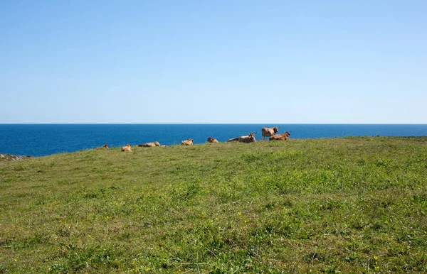 Manada Vacas Pastando Lado Mar — Fotografia de Stock