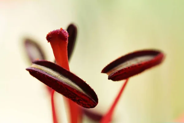 Lily Macro Lírio Macro — Fotografia de Stock