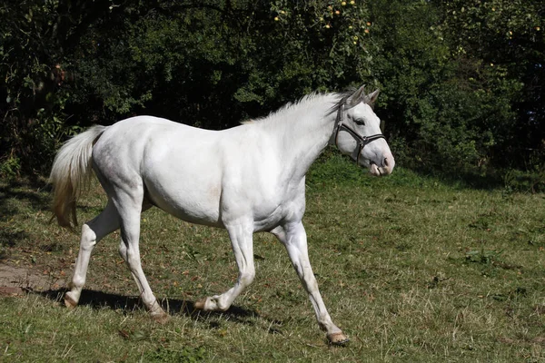 Schimmel Weide — Stockfoto