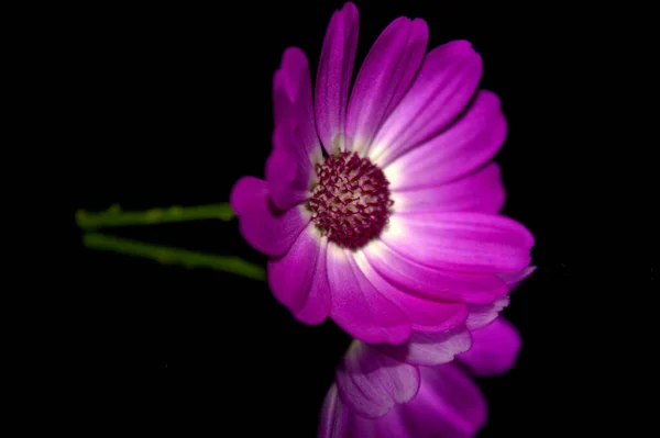 Όμορφα Λουλούδια Ανθικό Φόντο Έννοια — Φωτογραφία Αρχείου