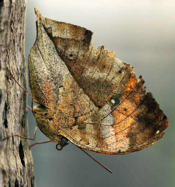 Nahaufnahme Von Wanzen Der Wilden Natur — Stockfoto