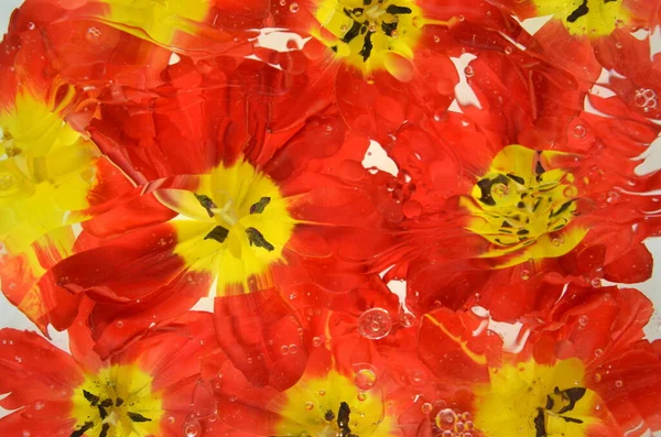 Tulipanes Rojos Amarillos Borrosos — Foto de Stock