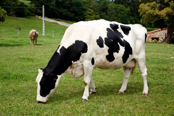 Spotted Cow Grazing Meadow — Stock Photo, Image