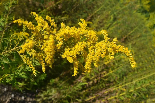 Big Branch Yellow Flowers Green Background Summer Time — Stock Photo, Image