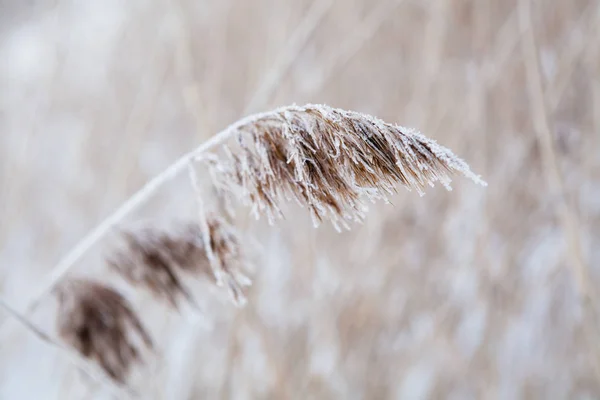 Fechar Folhas Uma Cana Durante Inverno Finlândia Escandinávia — Fotografia de Stock