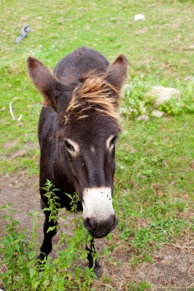 Esel Grasen Auf Der Wiese — Stockfoto