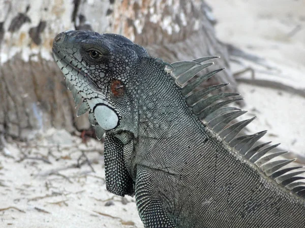 Retrato Una Iguana Verde Playa Guadalupe Por Noche — Foto de Stock