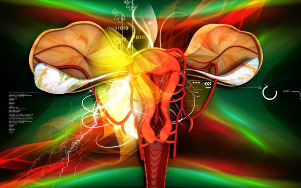Ψηφιακή Απεικόνιση Του Uterus Έγχρωμο Φόντο — Φωτογραφία Αρχείου