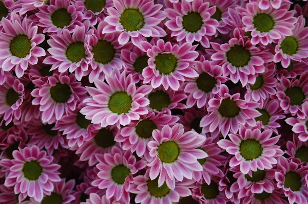 夏の花や植物や花弁は — ストック写真