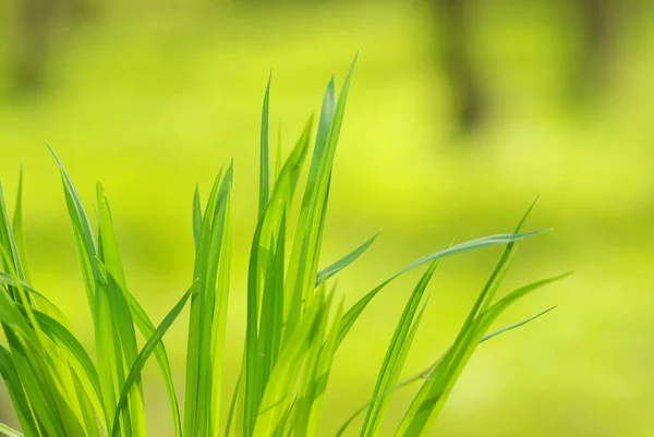 Green Grass Isolated Green Background — Stock Photo, Image