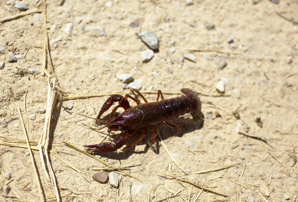 Crayfish Dry Land — Stock Photo, Image