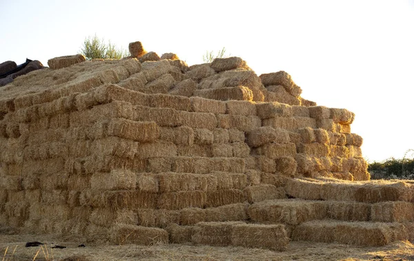 Agricultural Countryside Bales Field — Stock Photo, Image