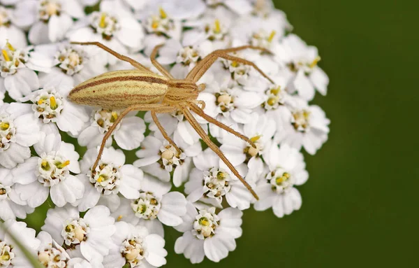 Spinne Insektenfalle Tier — Stockfoto