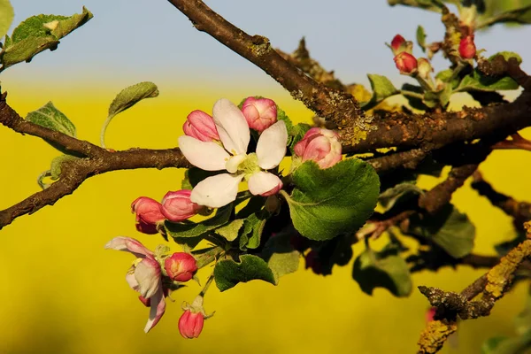 リンゴの花の終わり — ストック写真