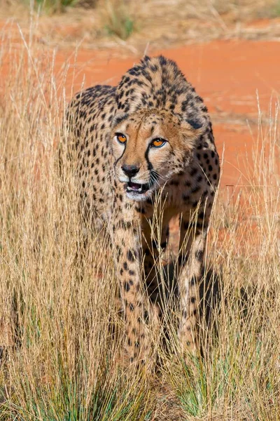 Gyönyörű Gepárd Nagy Macska Savannah Vad Állat — Stock Fotó