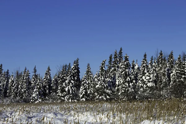 Fundo Colorido Para Natal Ano Novo Cartão Férias — Fotografia de Stock