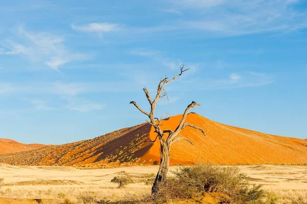 Vue Paysage Désertique Namibie — Photo