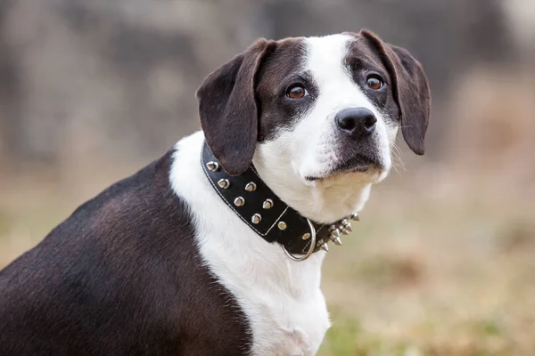 Πορτρέτο Του Χαριτωμένο Και Αξιολάτρευτο Σκυλί Beagle — Φωτογραφία Αρχείου