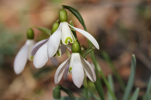 Bílá Jaro Malé Sněhové Kapky Květiny Galanthus Nivalis — Stock fotografie