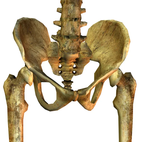 Візуалізація Тазової Кістки Людини Підходом Хребта — стокове фото