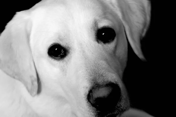 Γραφική Θέα Του Χαριτωμένο Κουτάβι Σκυλί — Φωτογραφία Αρχείου