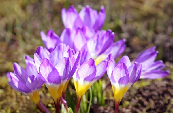 Crocus Çiçekleri Bahar Çiçekleri — Stok fotoğraf