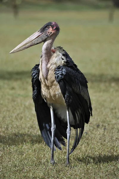 Vista Panorámica Las Aves Marabou —  Fotos de Stock