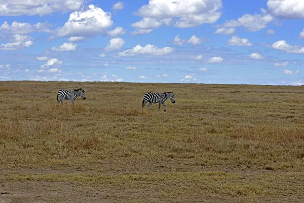 Afrikaans Zwart Wit Zebra Dier — Stockfoto