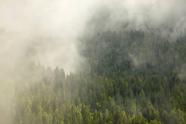 Nebeliger Wald Einem Nebelverhangenen Tal — Stockfoto