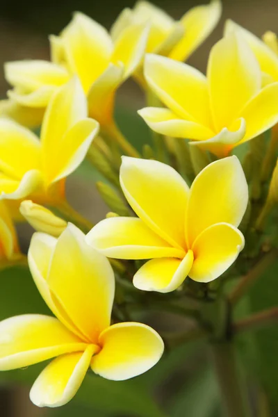 Frangipani Petali Fiori Plumeria — Foto Stock