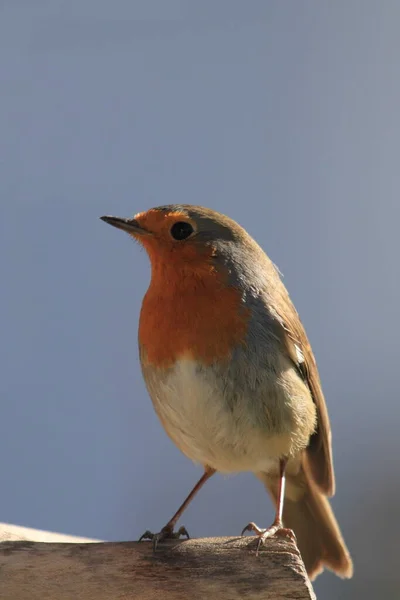 Vue Panoramique Bel Oiseau Nature — Photo