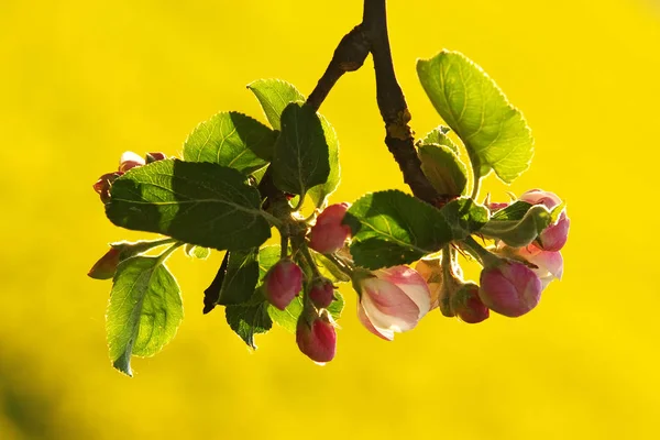 Primer Plano Las Flores Manzana — Foto de Stock