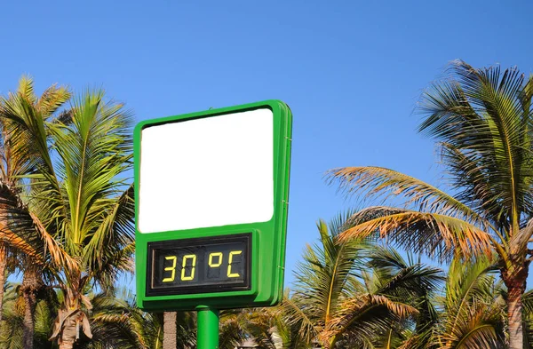 Miami Plaża Kawiarnia Znak Palmami Ulicy — Zdjęcie stockowe