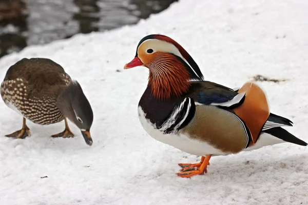 mandarin ducks couple in snow