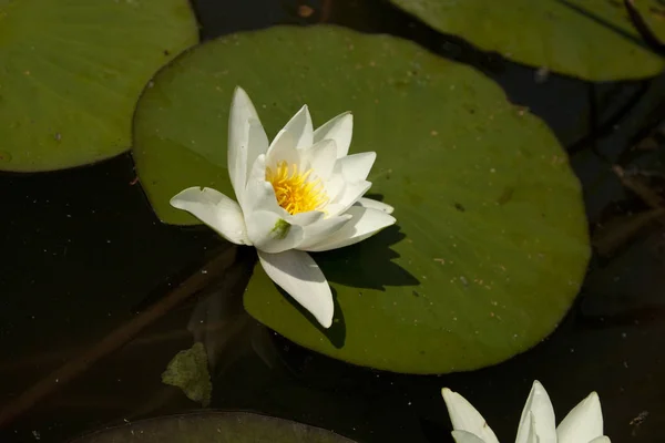 水の上の葉の白い睡蓮 — ストック写真