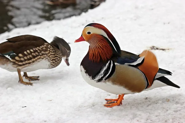 mandarin duet couple in the snow