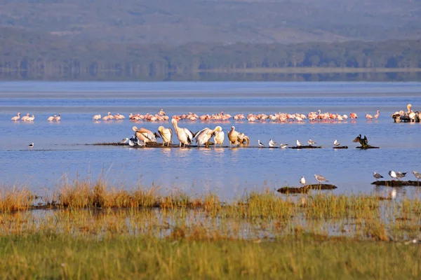 Vista Panoramica Bellissimo Uccello Natura — Foto Stock