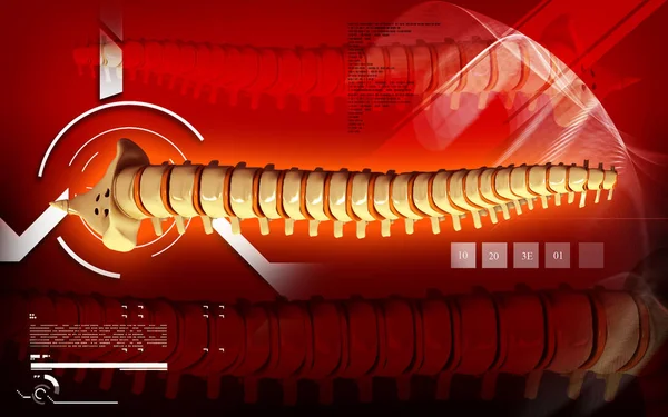 Ilustración Digital Columna Vertebral Color — Foto de Stock