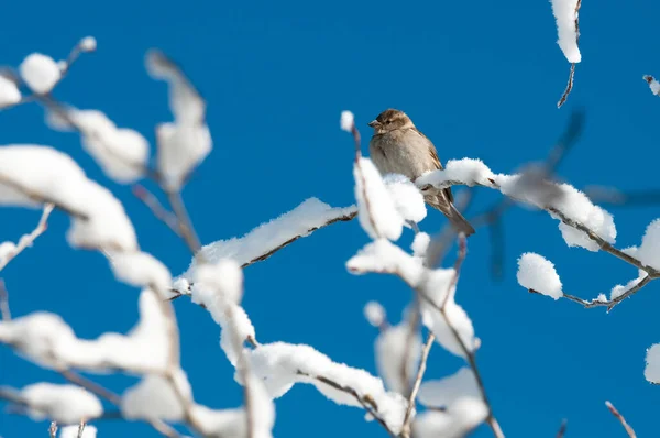 背景に青空が広がる雪に覆われた木の鳥が一羽 — ストック写真