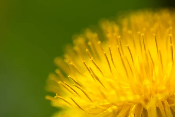 Extreme Macro Dandelion Blossom Full Bloom Spring Texture Background — стоковое фото