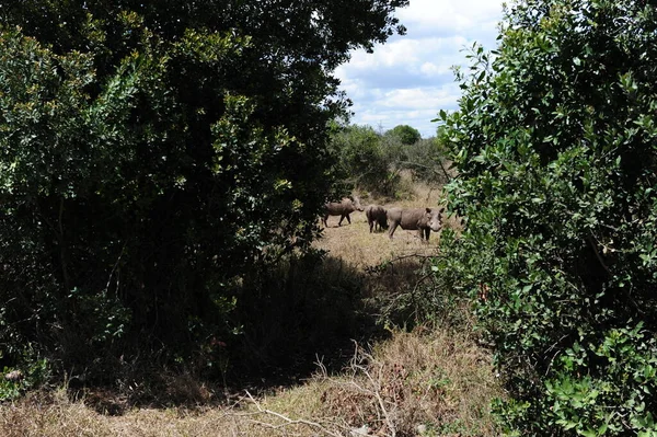 Vista Panoramica Della Fauna Della Flora Savannah — Foto Stock