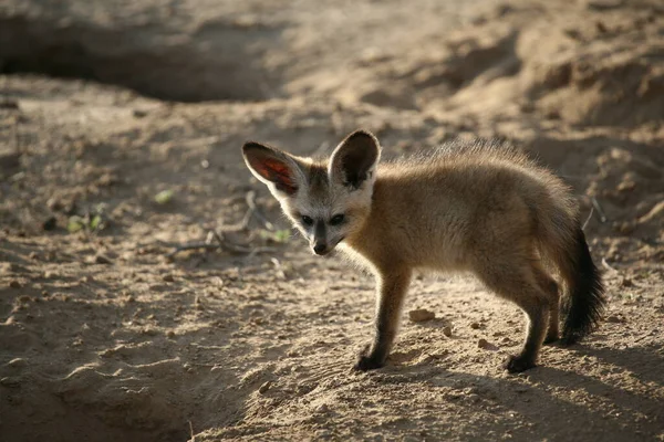 Vista Panorámica Animales Jóvenes — Foto de Stock