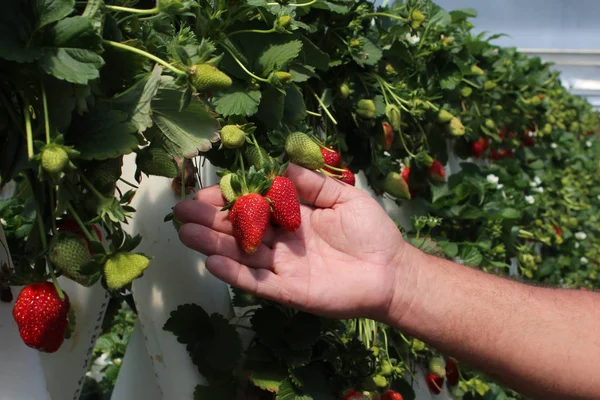 Cluster Red Strawberries Plants Hydroponic Farm — Stock Photo, Image