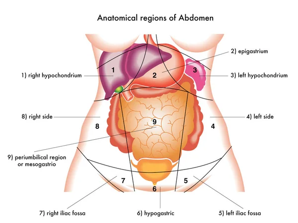 Ilustración Regiones Anatómicas Del Abdomen — Foto de Stock