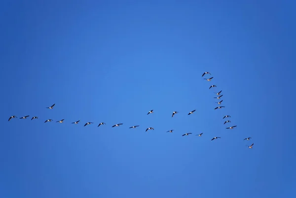 灰鹅迁徙的编队飞行 — 图库照片